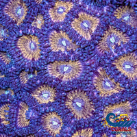 Gold Rush Zoa 10-15 Polyps Colony Zoa
