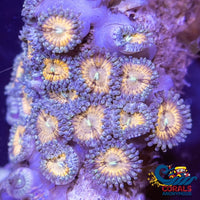 Gold Rush Zoa 10-15 Polyps Colony Zoa
