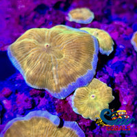 Gold Sea Dancer Discosoma Mushroom Discosoma