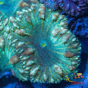 Gold Striped Green Blasto (1 Polyp) Blasto