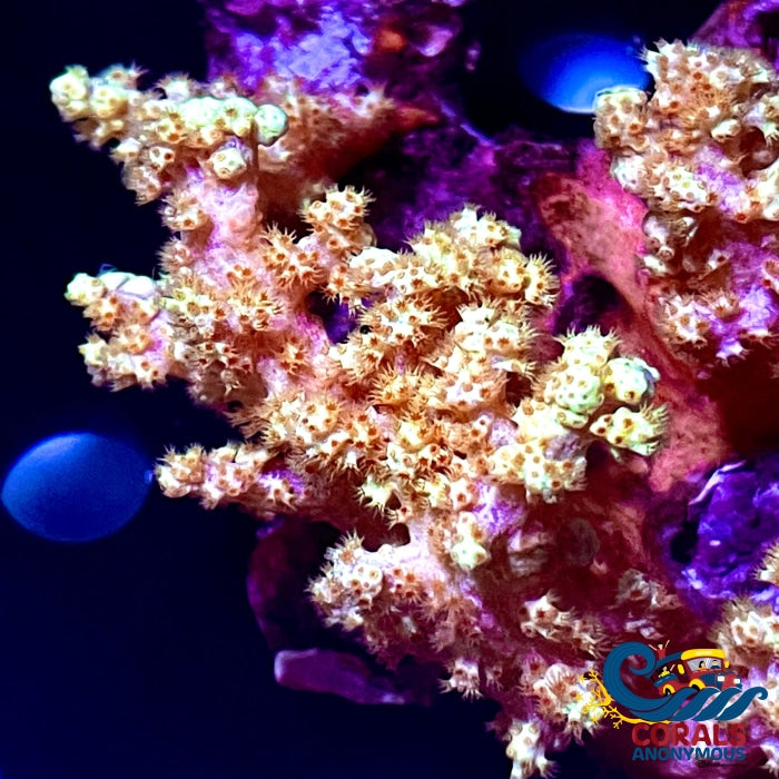 Gold Tip Carnation Soft Coral (1-3 When Fully Expanded) Carnation