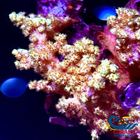 Gold Tip Carnation Soft Coral (1-3 When Fully Expanded) Carnation
