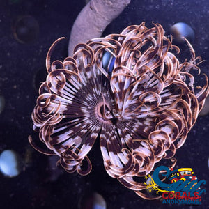 Golden Feather Duster Worm (3-4) Worm