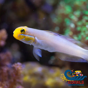 Golden Head Sleeper Goby (Valenciennaea Strigata) Fish