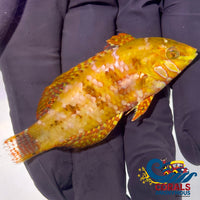 Golden Nugget Wrasse Fish Fish
