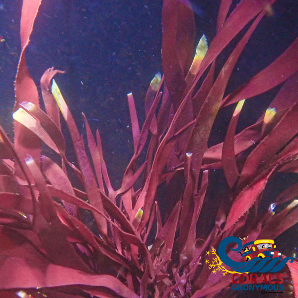 Review Xl Long Plastic Red Macroalgae (S13) Macroalgae