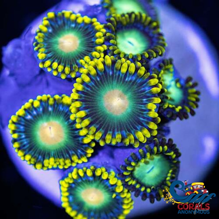 Green Bay Packers Zoa 10-15 Polyps Colony Zoa