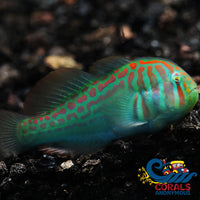 Green Clown Goby (1-1.5) Fish