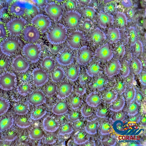 Green Envy Zoa 10-15 Polyps Colony Zoa