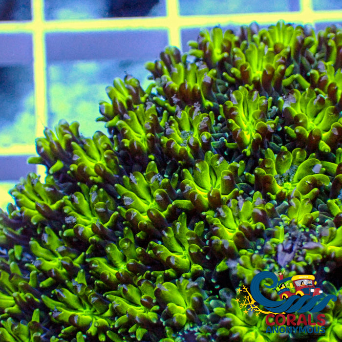 Green Galaxea Coral (1” Frags) (Special Deal!) Galaxea