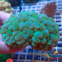 Green Jade Bubble Coral Bubble Coral