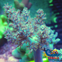 Green Kenya Tree Soft Coral Softcoral
