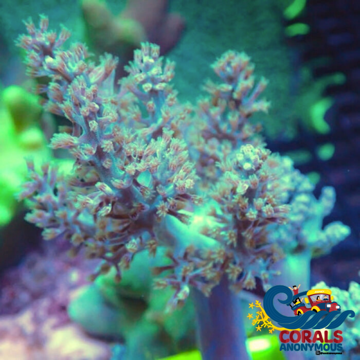 Green Kenya Tree Soft Coral Softcoral