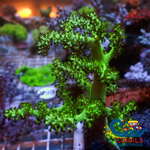 Green Kenya Tree Soft Coral Softcoral