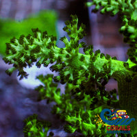 Green Kenya Tree Soft Coral Softcoral
