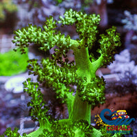 Green Kenya Tree Soft Coral Softcoral