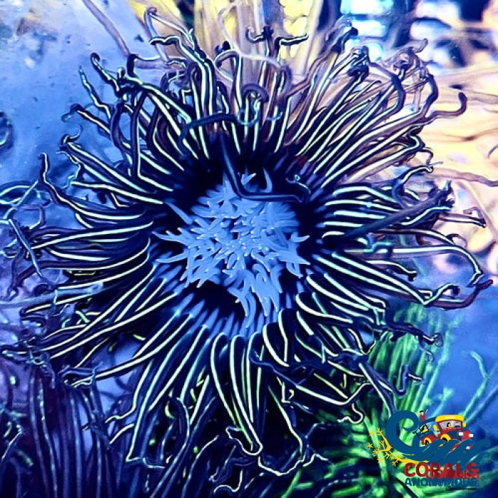 Green Laser White Mouth Tube Anemone Tubeanemone