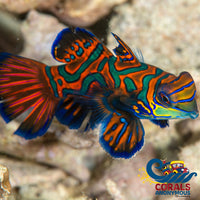 Green Mandarin Dragonet Fish
