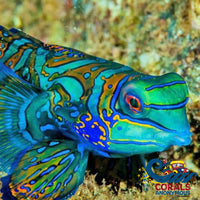 Green Mandarin Dragonet Fish
