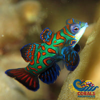 Green Mandarin Dragonet Fish
