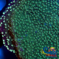 Green Montipora (0.5-1) Montipora