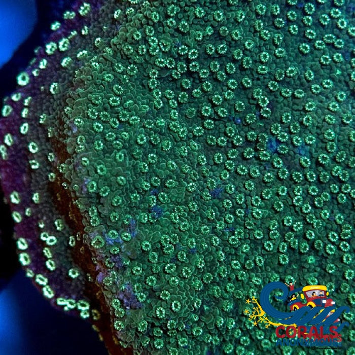 Green Montipora (0.5-1) Montipora