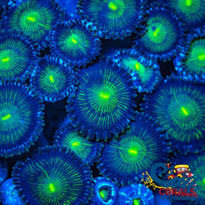 Green People Eater Zoa 10-15 Polyps Colony Zoa