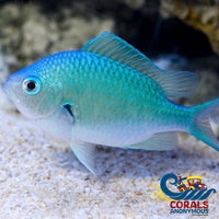 Green Reef Chromis (Chromis Viridis) Fish
