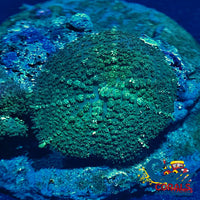 Green Rhodactis Mushroom Rhodactis
