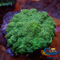 Green Rhodactis Mushroom Rhodactis
