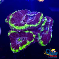 Green Rimmed Blue Acans (2-3 Polyps) Acans
