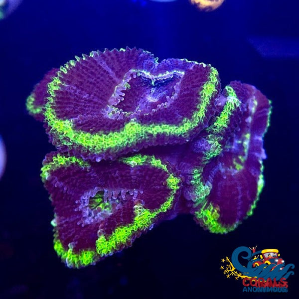 Green Rimmed Blue Acans (2-3 Polyps) Acans