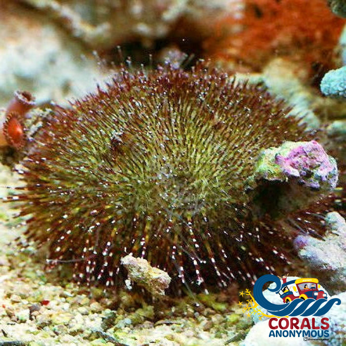 Green Sea Urchin (Algae Eater) Urchin