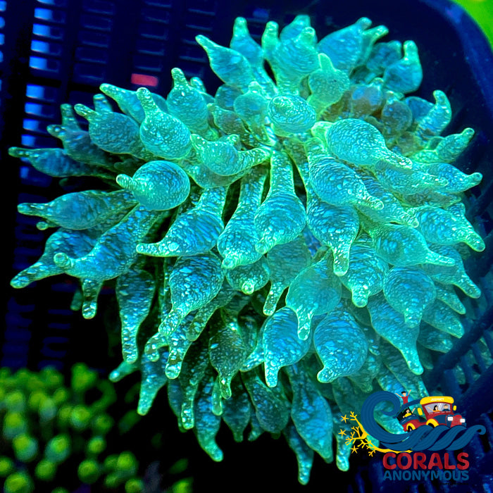 Green Snow Globe Bubble Tip Anemone Bubbletipanemone