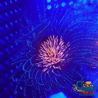Green Speckled Pink Mouth Tube Anemone Tubeanemone