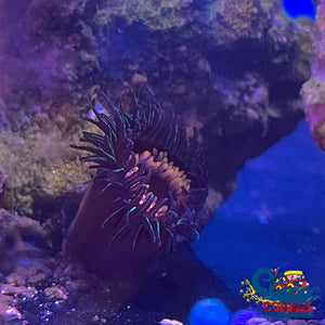 Green Speckled Pink Mouth Tube Anemone Tubeanemone