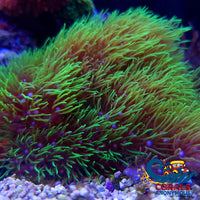 Green Star Polyp Soft Coral Softcoral