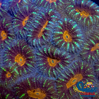 Green Stripe Orange Favia (2-3 Polyps) Favia