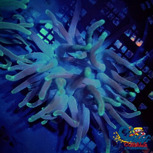 Green Tipped Ghost Condy Anemone (2-4) Condyanemone