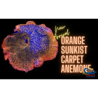 Haddoni Orange Sunkist Carpet Anemone Carpetanemone
