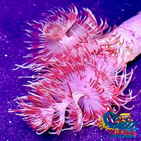 Hard Shell Pink And White Coco Worm Worm