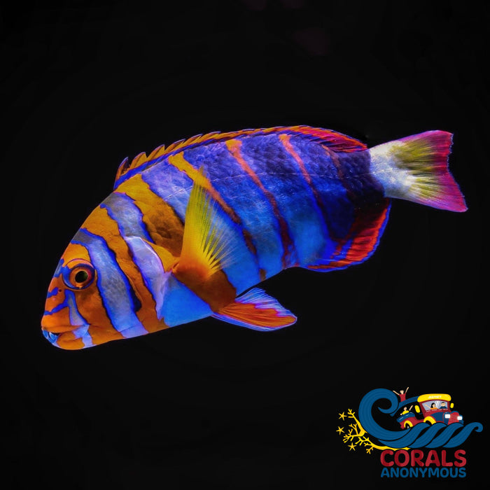 Harlequin Tusk Wrasse (Choerodon Fasciatus) Fish