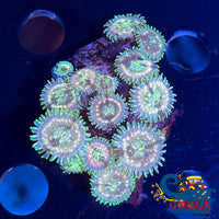 Hawaiian People Eater Zoa 10-15 Polyps Colony Zoa
