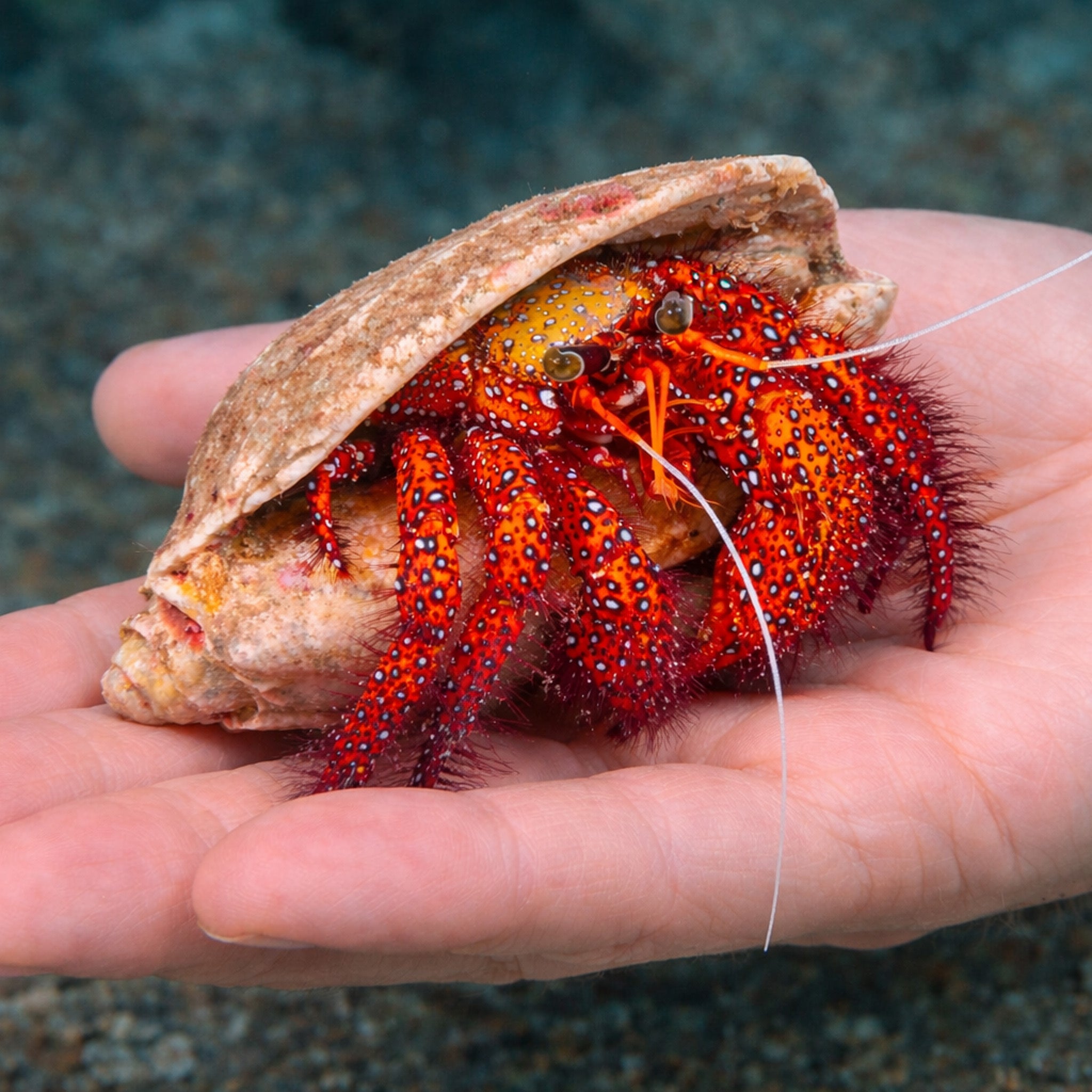 Giant Red Hermit Crab (XL)