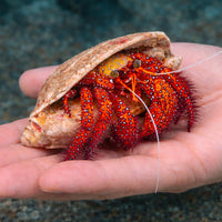 Giant Red Hermit Crab (XL) - Corals Anonymous
