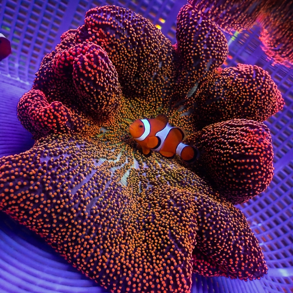WYSIWYG Sunkist Rainbow Haddoni Carpet Anemone (10-13
