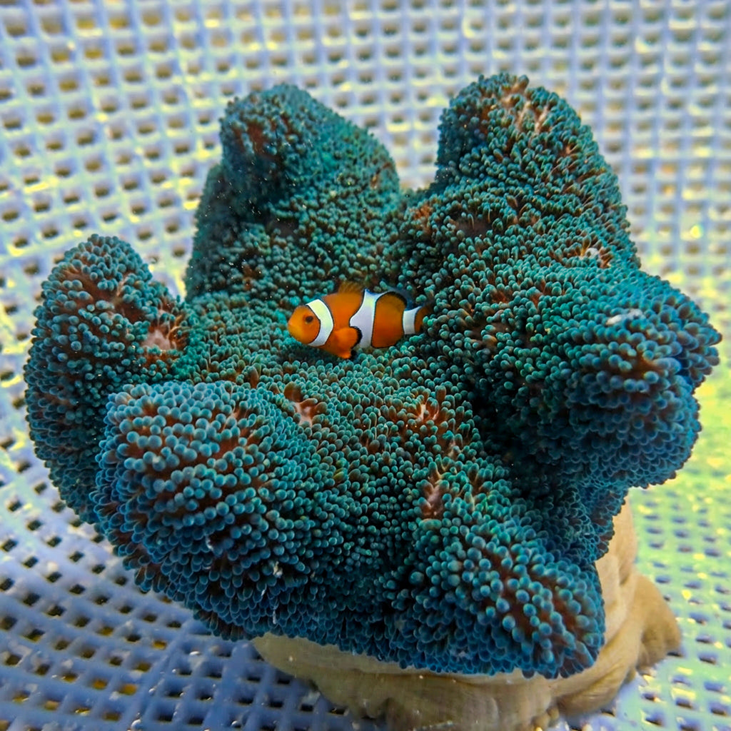 WYSIWYG Ultra Blue Haddoni Carpet Anemone (5-6") - Corals Anonymous