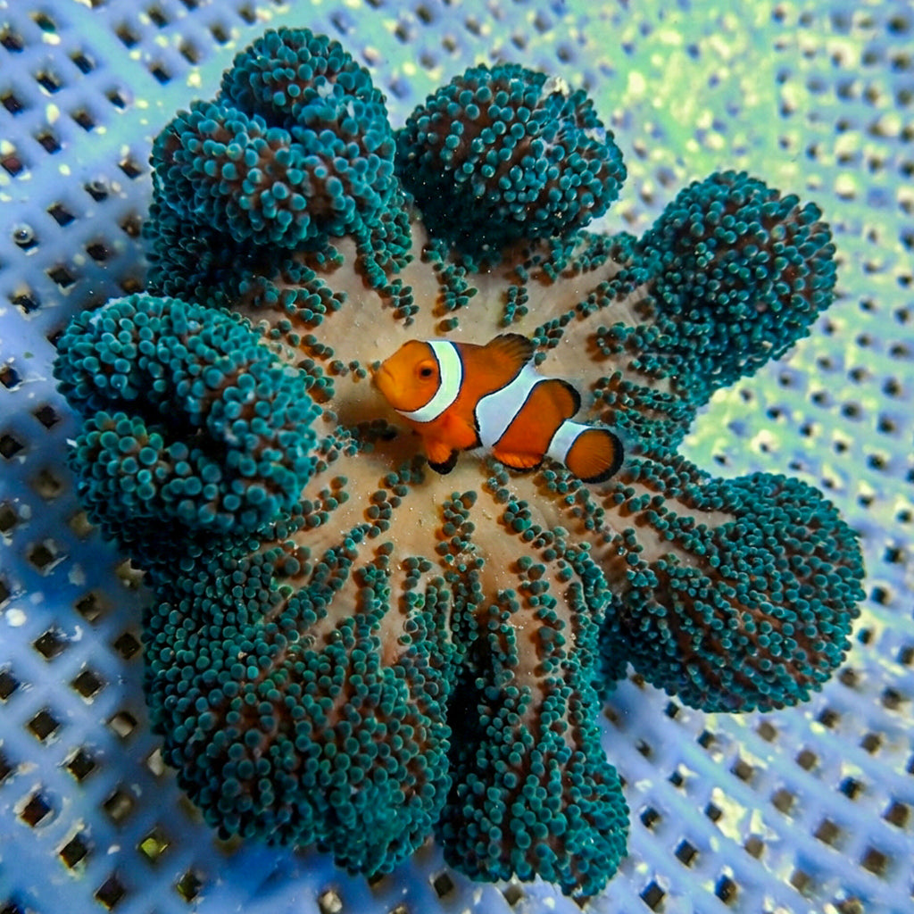 WYSIWYG Ultra Blue Haddoni Carpet Anemone (3-4") - Corals Anonymous