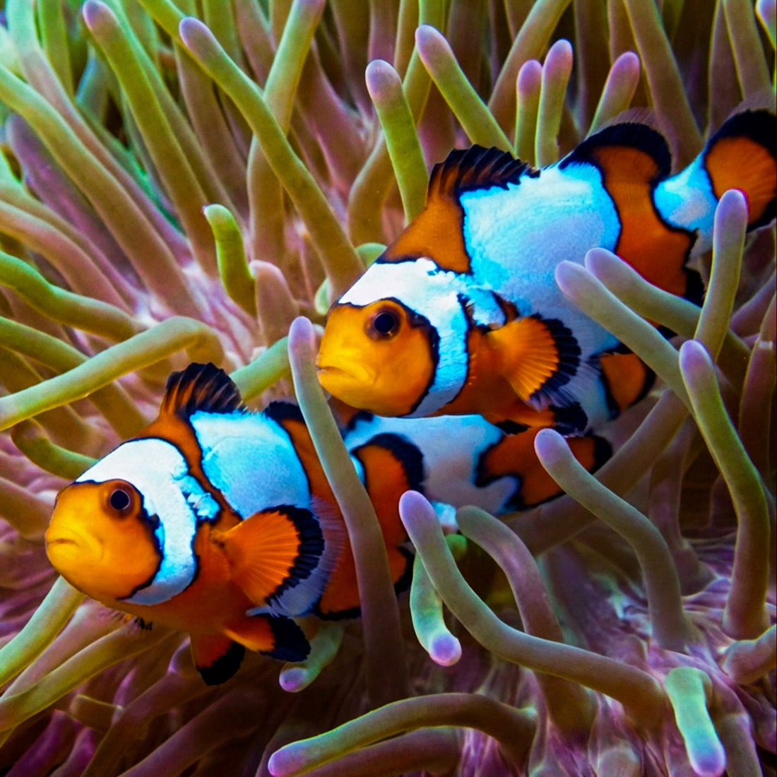 Fancy Snowflake Clownfish (Aquacultured) - Corals Anonymous