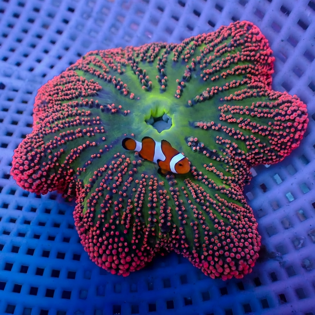 WYSIWYG Nano Rainbow Haddoni Carpet Anemone (2-3") - Corals Anonymous